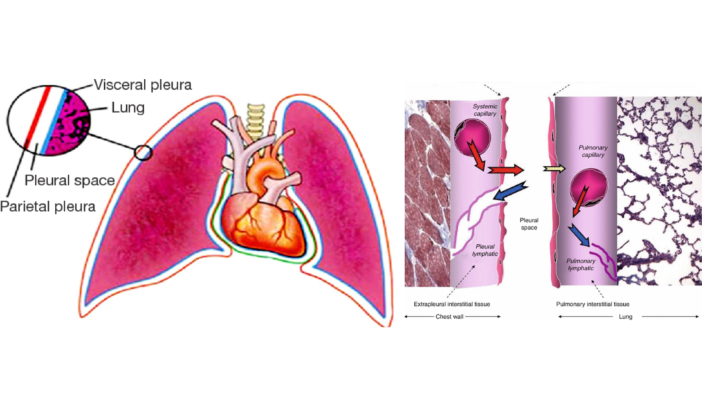 Anatomy and Physiology of the Pleural Space