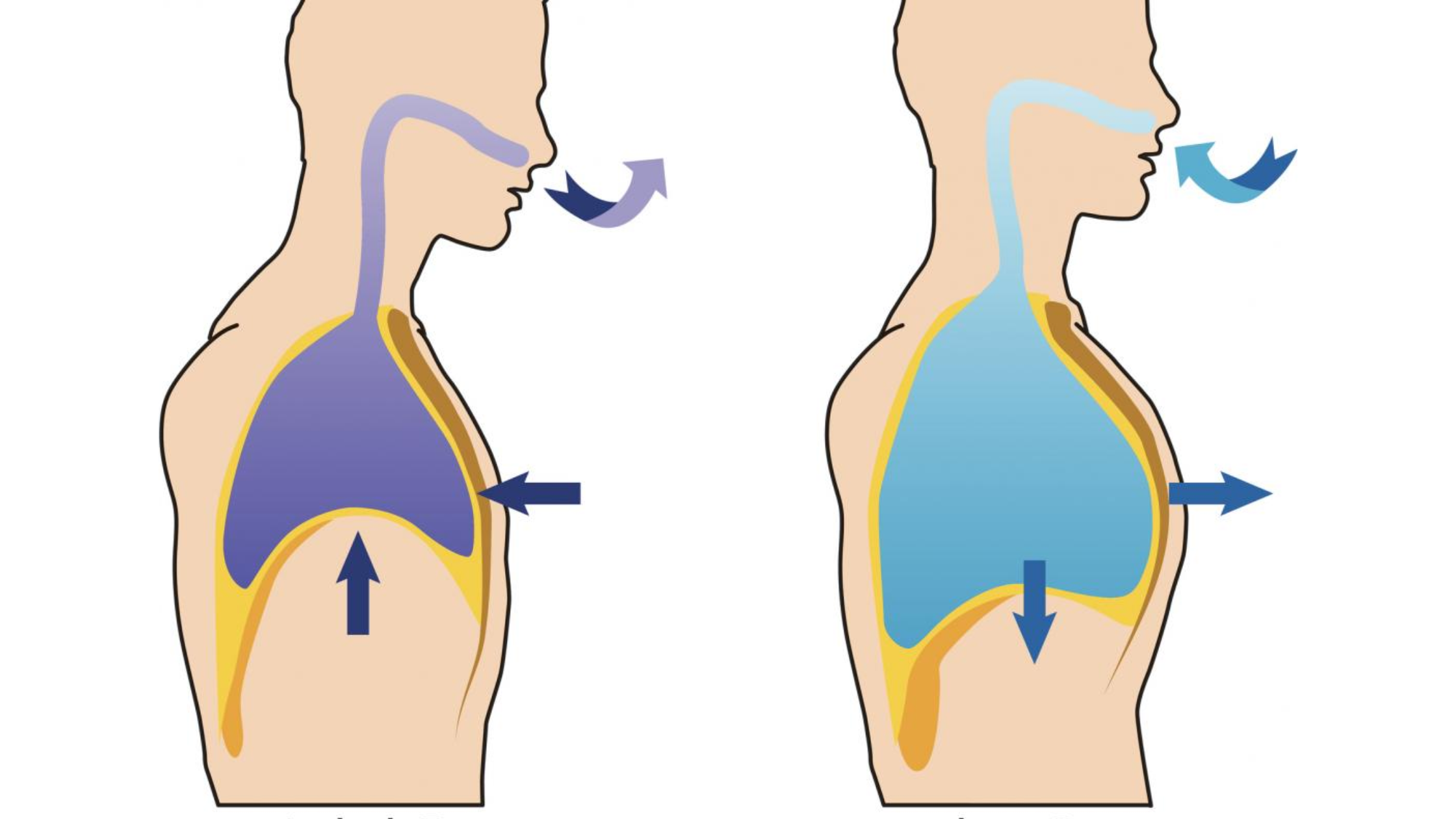 Best Medicine for Chest Pain When Breathing