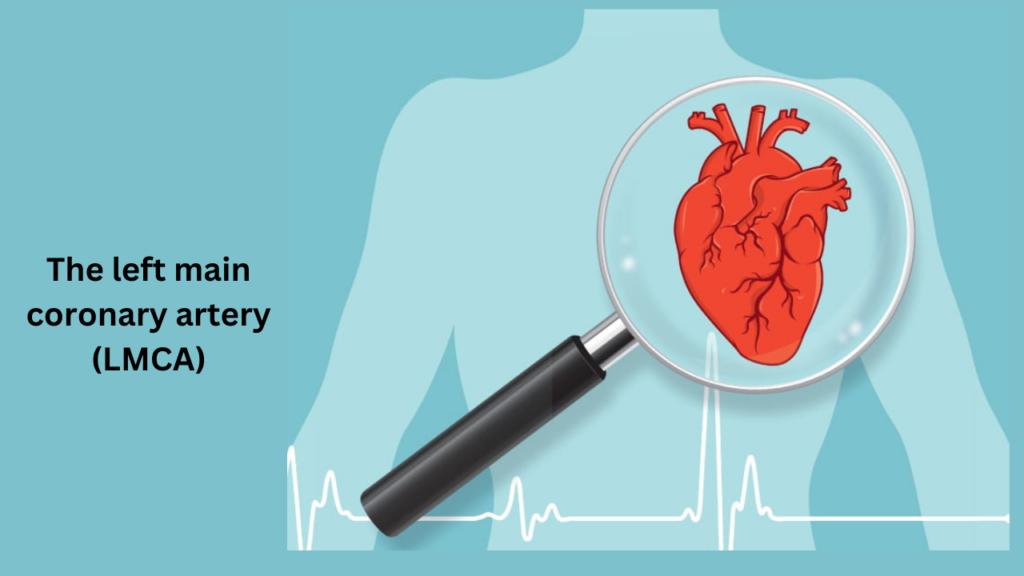 The left main coronary artery (LMCA)